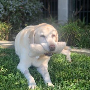 Meet your Posher, Casey